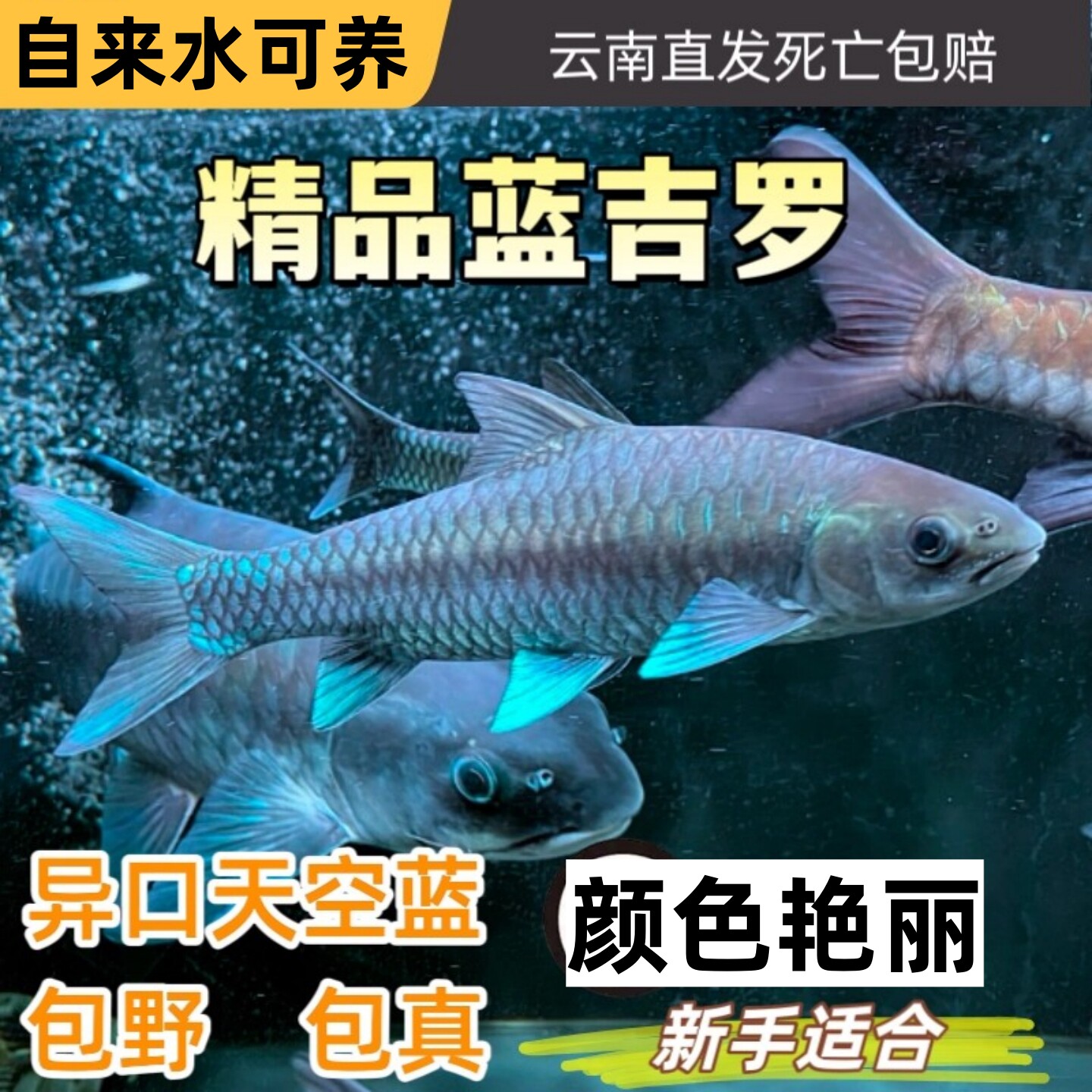 异口蓝吉罗新光唇保山吉罗观赏鱼图片