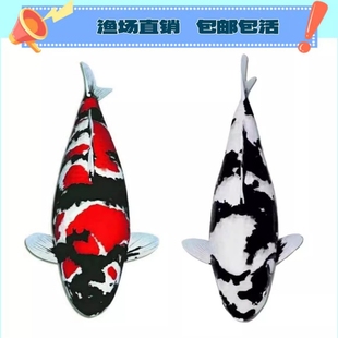日本进口纯种黑白锦鲤活鱼大型白写昭和三色淡水冷水好养活观赏鱼
