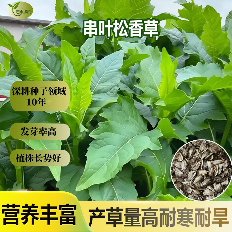 串叶松香草种子当年新籽发芽率高长势好育苗移栽优质产草量高种子