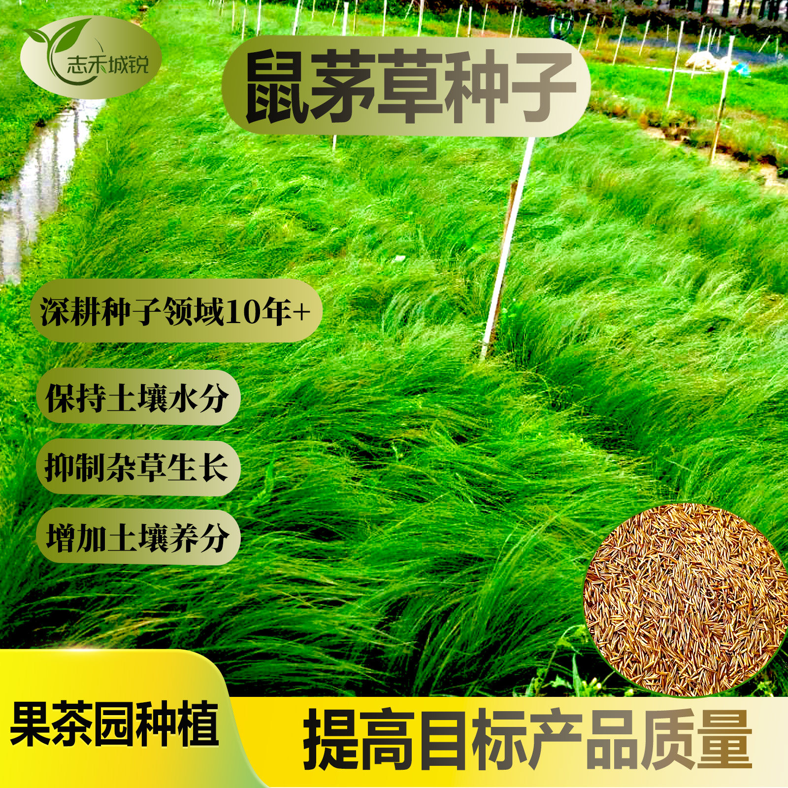 志禾城锐鼠茅草种子果茶园种植抑制杂草增肥保湿天然绿肥种子