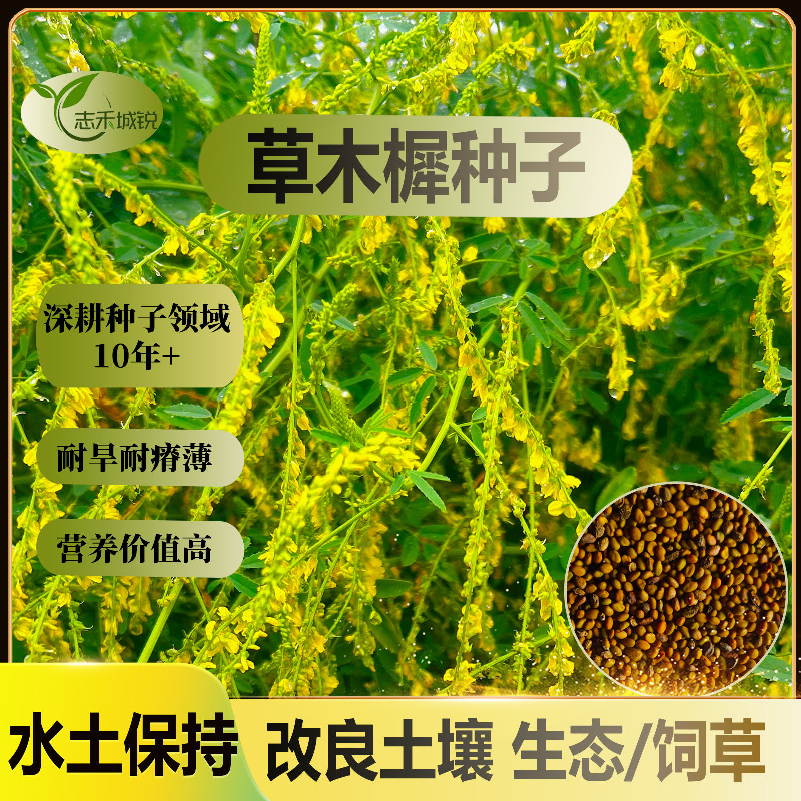 志禾城锐草木樨种子耐旱抗旱耐盐碱耐瘠薄优质牧草和生态草种籽