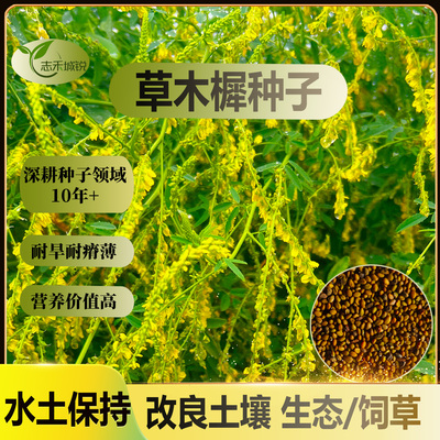 志禾城锐草木樨种子耐旱抗旱耐盐碱耐瘠薄优质牧草和生态草种籽