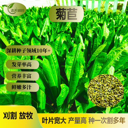 大叶菊苣种子优质牧草种子营养丰富柔嫩多汁安全越冬家禽家畜爱吃