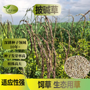 志禾城锐披碱草种子芽率高耐寒耐旱耐贫瘠护坡固土抗风沙牧草种籽