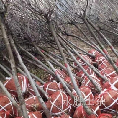 苗木移栽土球包片树根网片包土球网片网兜包土球网片土球网眼兜包