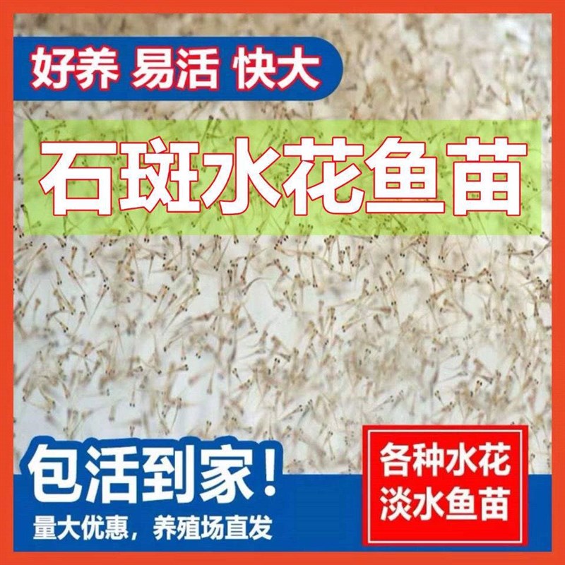 淡水溪石斑鱼苗水花鲈鱼苗翘嘴鱼苗军鱼苗桂鱼苗鳜鱼苗养殖溪流鱼
