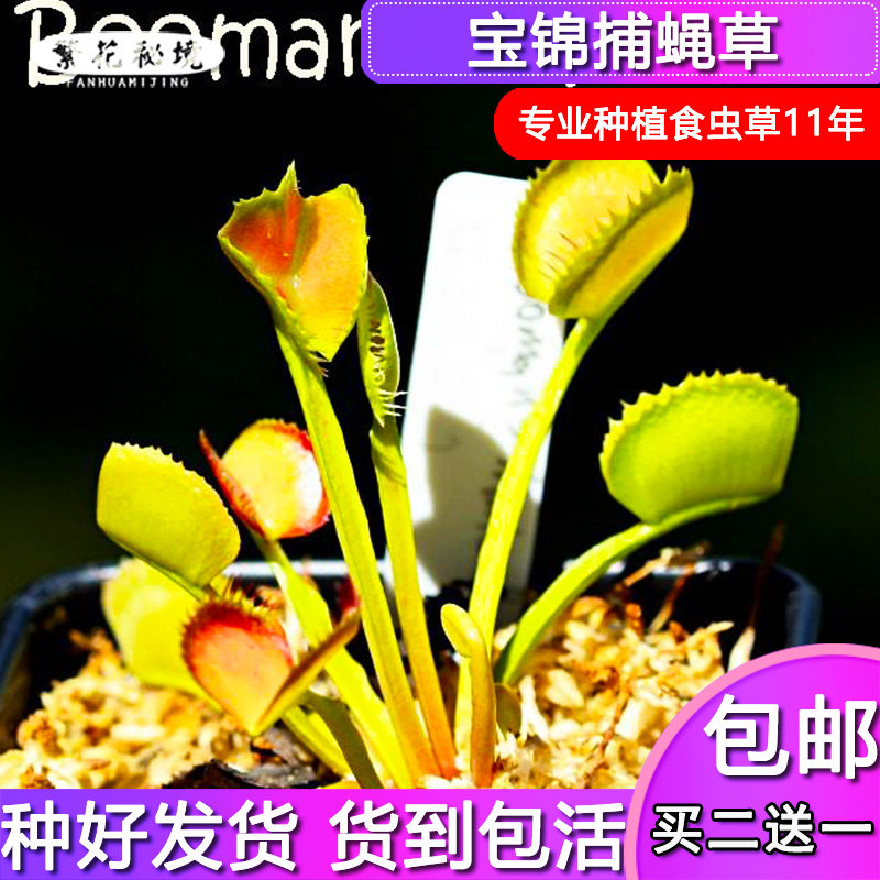 宝锦捕蝇草【扑蝇草食人花多肉绿植盆栽驱蚊草稀有进口品种】