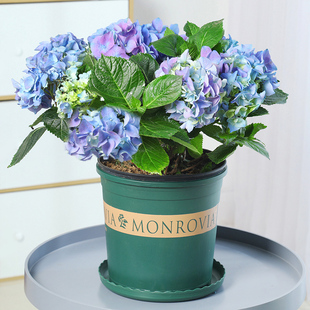 木绣球花花苗盆栽大斗球太阳神殿无尽夏阳台庭院植物四季开花花卉