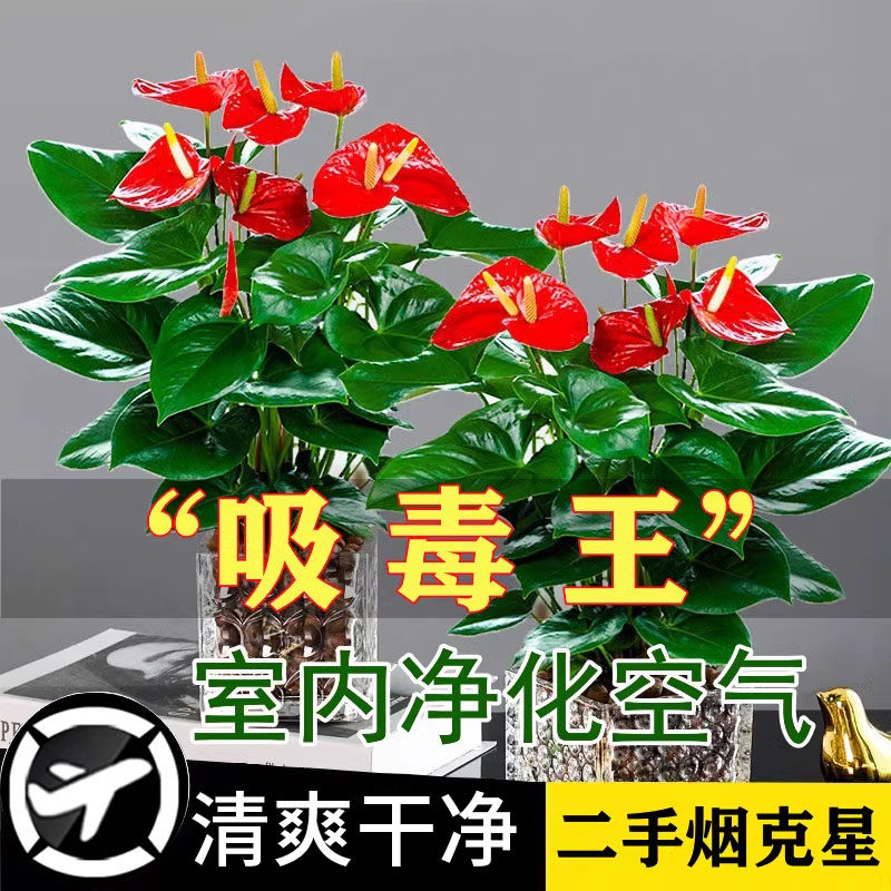 红掌盆栽一帆风顺绿萝箩花卉植物室内花水培白掌绿植发财树吸甲醛