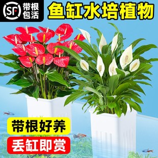 水培植物室内好养绿植鱼缸水草和鱼共养绿萝富贵竹铜Y钱草造景专