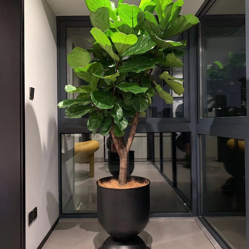 老桩琴叶榕室内大型鲜活绿植北欧风老桩易养净化空.气网红植物