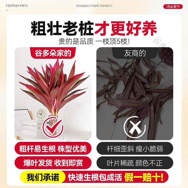 富贵竹水根培植物紫竹鸿运竹带转粗杆室龙竹客厅招财竹250520-3子