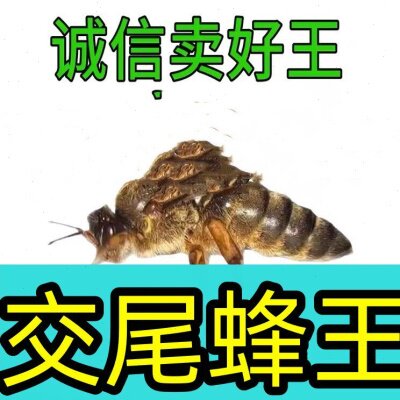 中蜂蜂王土蜂优质种良高产蜜新开产卵双色阿坝土蜂