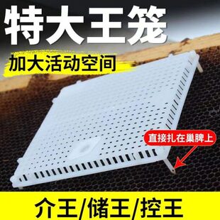 蜜蜂囚王笼大号塑料针式多功能储王器中意蜂专用介王防逃扣峰王笼