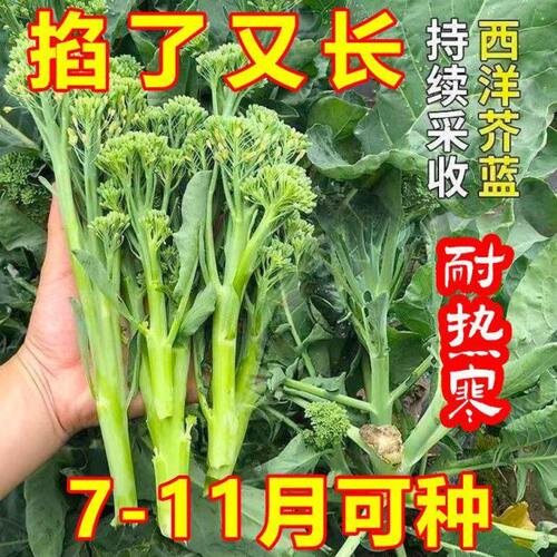 西兰苔种子种籽孑苗秧西兰花苗芥蓝芥兰菜苗秋天种的菜种蔬菜秧苗