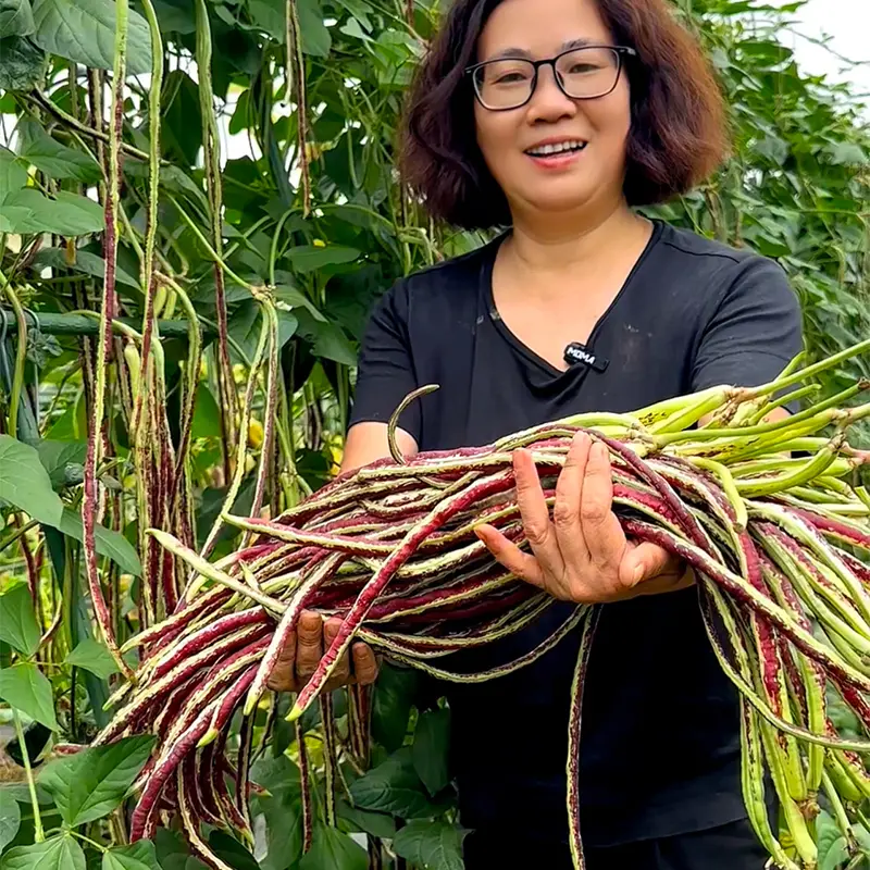 【下单立减50】龙纹花豹豆角种子长纹豇豆种子红花纹豆角种子wf