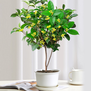 桂花盆栽植物室内外花卉金桂盆栽四季桂花盆景月月桂庭院开花不断