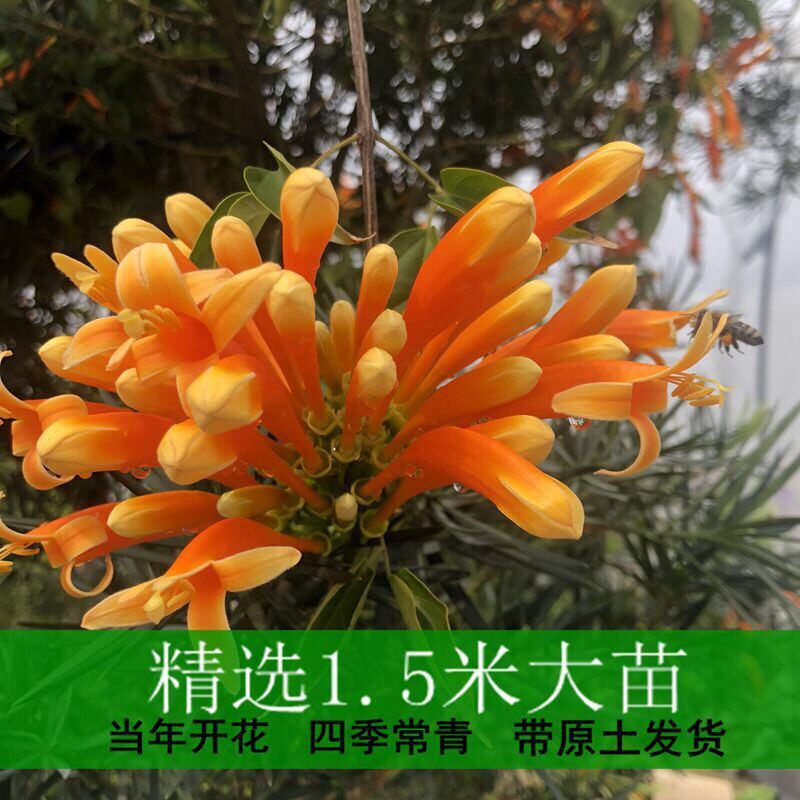炮仗花大苗盆栽四季常绿鞭炮花爬藤植物攀爬植物庭院围墙垂吊花苗