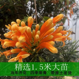 炮仗花大苗盆栽四季常绿鞭炮花爬藤植物攀爬植物庭院围墙垂吊花苗