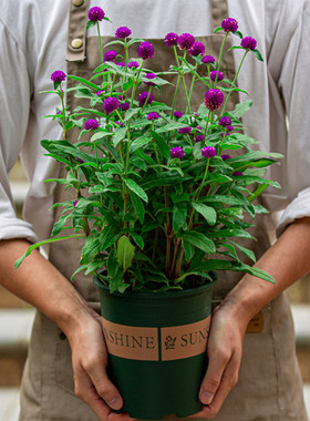 千日红盆栽紫色四季开花阳台好养植物日日红火球花卉可做插花干花