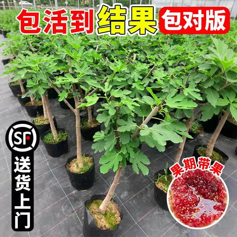 无花果树果苗带果盆栽树苗波姬红特大果南北方四季格莱斯果树耐寒