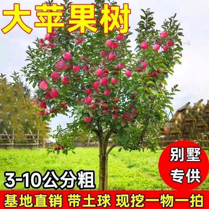 特大号苹果树果苗冰糖心红富士花牛庭院果树北方南方种植苹果树苗