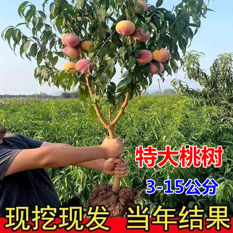 特大桃树果苗带土嫁接水蜜桃冬桃黄油桃盆栽地栽南北方种耐寒果树