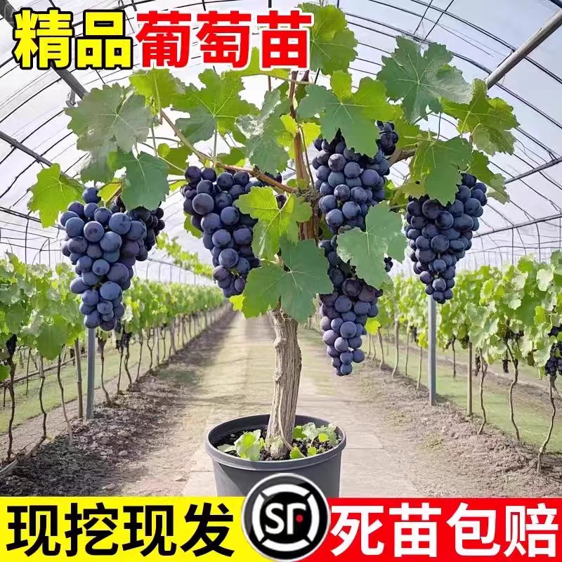 葡萄树苗果苗巨峰葡萄夏黑蓝宝石