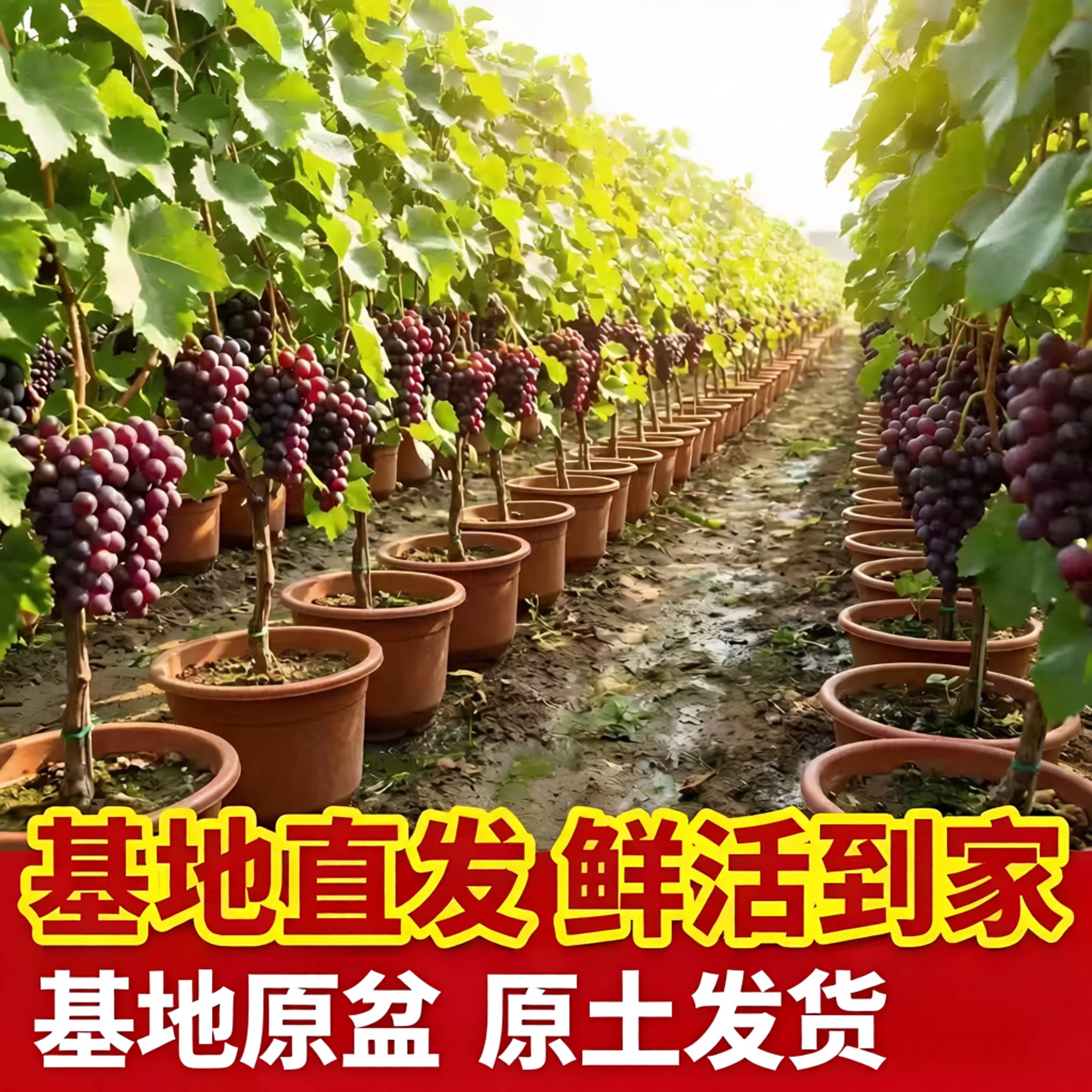 特大巨峰葡萄树老桩阳光玫瑰果树盆栽夏黑南方北方种植无籽蓝宝石