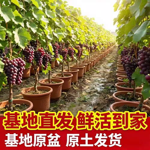 特大嫁接葡萄树苗南北方地栽盆栽