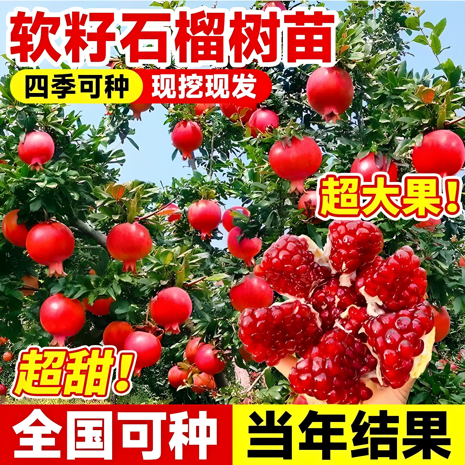 特大石榴树树苗庭院果树