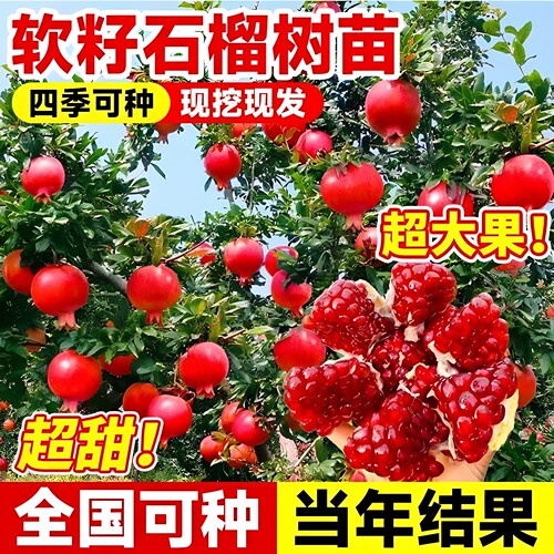 特大石榴树树苗庭院果树