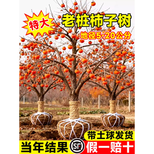 特大阳丰无核脆甜柿子树果苗庭院果树盆栽地栽南北方种植柿子苗树
