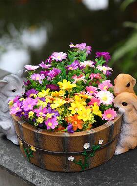 兔院阳台装饰布置猫绿萝铜钱草养鱼盆水培RLQ入户创意花庭花园摆