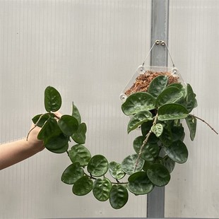 圆四克林克球兰季克林顿球兰 叶 开花不断好养绿植花卉