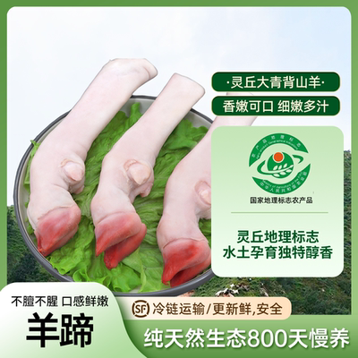 【羊蹄】灵丘大青背山羊