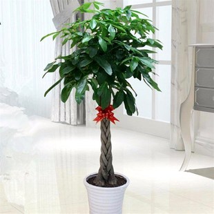 绿植盆栽辫子独杆大发财树办公室内好养植物盆景花卉客厅绿萝花苗