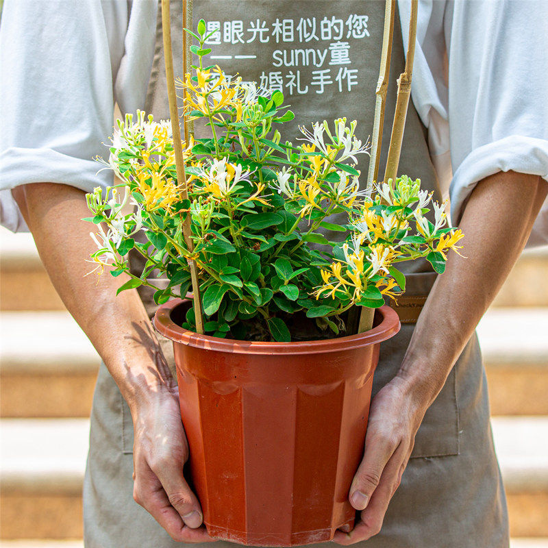 金银花树苗盆栽室外庭院室内阳台四季开花攀爬墙植物爬藤花卉绿植