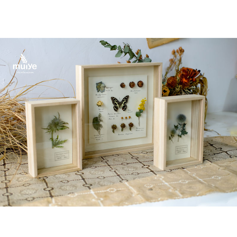 干花永生花相框礼物植物标本昆虫蝴蝶动物标本装饰挂画摆件玻璃盒