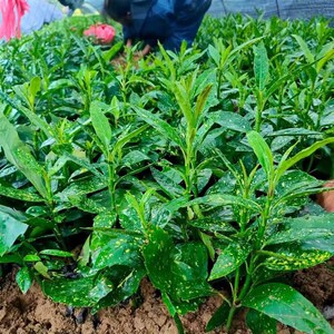 耐阴耐寒洒金桃叶珊瑚 花叶青木苗 彩金彩叶珊瑚树苗 冬青斑叶苗