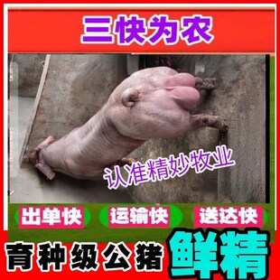 好猪精进口大体型种猪种精原种长白猪精大白新鲜配输精管猪精到镇