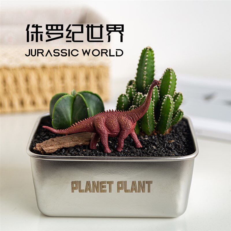 多肉植物创意盆栽室内花卉绿植新款桌面仙人掌仙人球组合礼物可爱