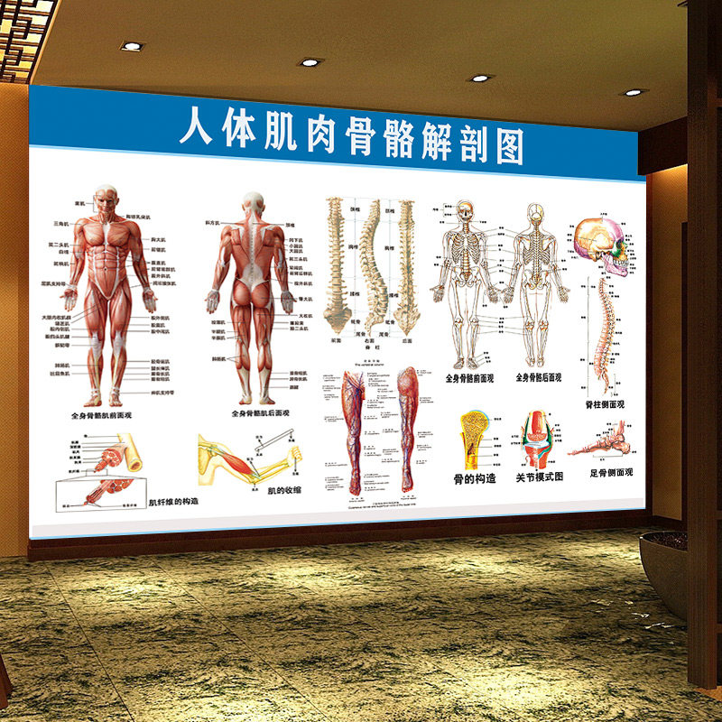人体肌肉骨骼解剖图壁画中医院诊所教学校健身房养生理疗装饰墙纸