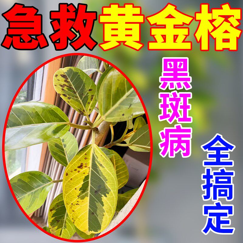 黄金榕肥料榕树盆景专用肥叶子发黄黑叶病锈斑病药叶面喷施营养液