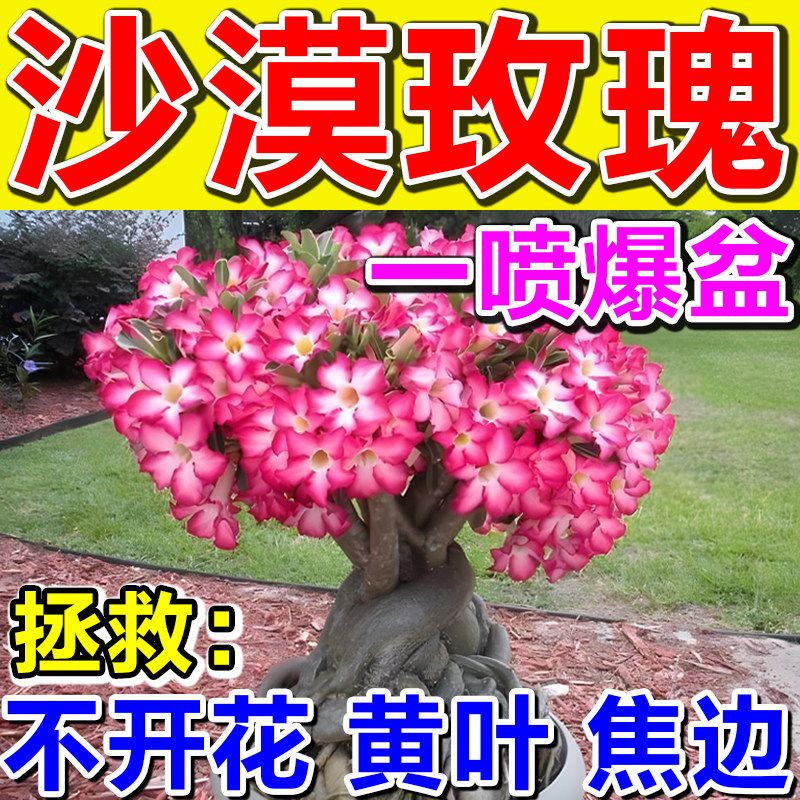 沙漠玫瑰多肉专用液体肥料防落叶黄叶焦边枯萎促花开提抗性营养液