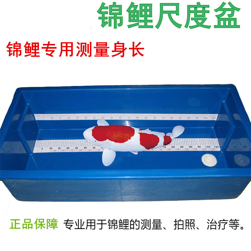 锦鲤拍照用蓝色尺盆龙鱼渔场专用暂养盆测量 尺度盆度量盆 寄养盆