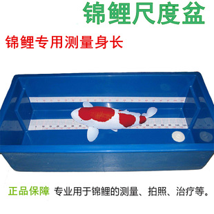 锦鲤拍照用蓝色尺盆龙鱼渔场专用暂养盆测量 尺度盆度量盆 寄养盆