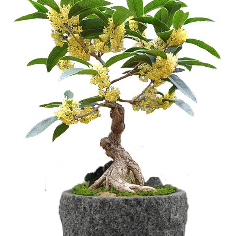 桂花盆景树苗盆栽一物一拍四季桂芳香型阳台室内花卉绿植净化空气