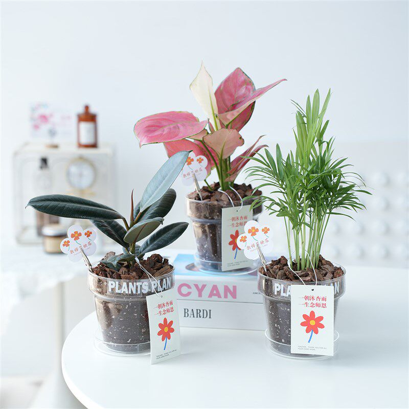 教师节创意礼物黑金刚吉利红植物盆栽室内绿植送老师花束代写贺卡