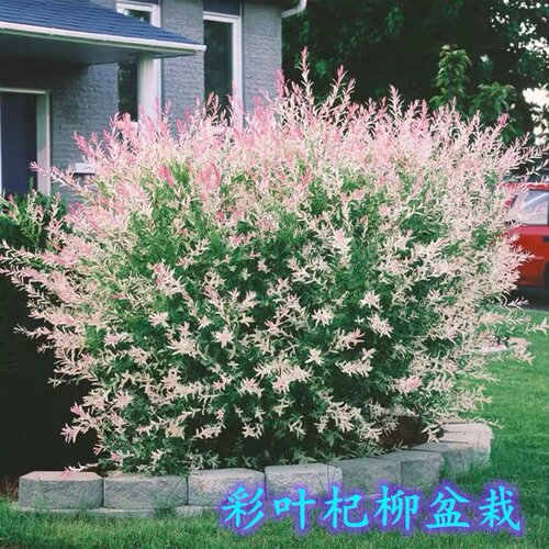 彩叶杞柳盆栽树苗室外庭院花镜造景花卉耐寒耐热多年生灌木植物